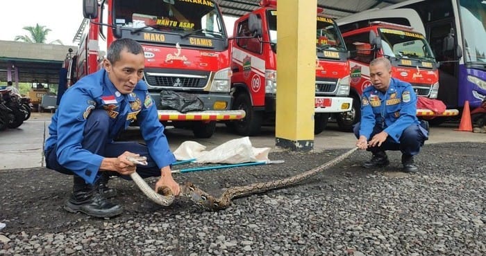 Damkar Ciamis Lebih Sibuk Evakuasi Hewan Ketimbang Padamkan Kebakaran