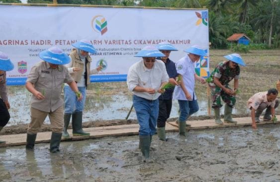 Wagub Jabar Dorong Pengembangan Padi Cikawasen untuk Ketahanan Pangan Nasional